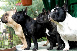 Malo iz života francuskog buldoga Malo iz života francuskog buldoga